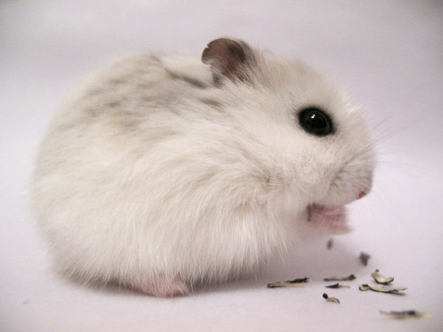 Roborovski